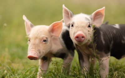 Protegido: Operario de Granja Porcina – Manejo y Cuidado de Animales